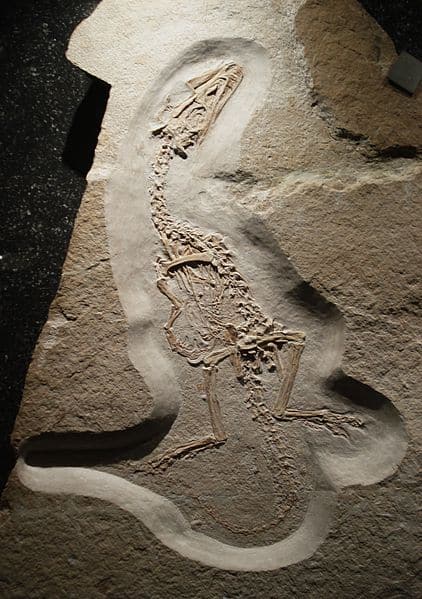 Fossil of juravenator