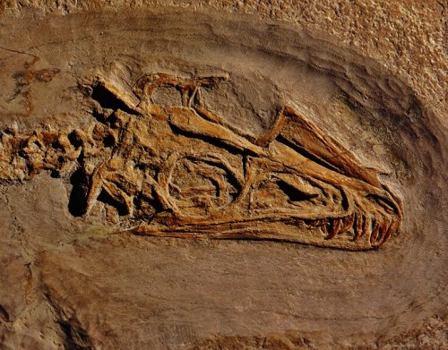 Fossil of Juravenator starki, a theropod dinosaur that lived in the Solnhofen archipelago 150 million years ago