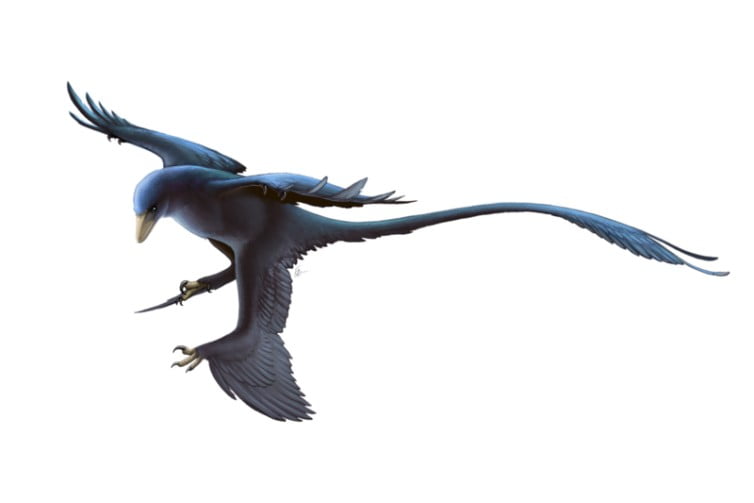 Explore the world of the Microraptor, a small but fascinating dinosaur from the Early Cretaceous. Discover its origins, lifestyle, and habitat.