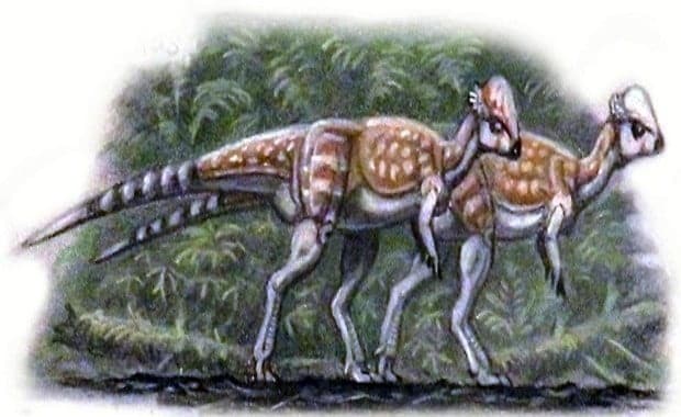 Tylocephale, an intriguing dinosaur from the Late Cretaceous. Known for its unique 'swelling head', it roamed the earth over 70 million years ago.