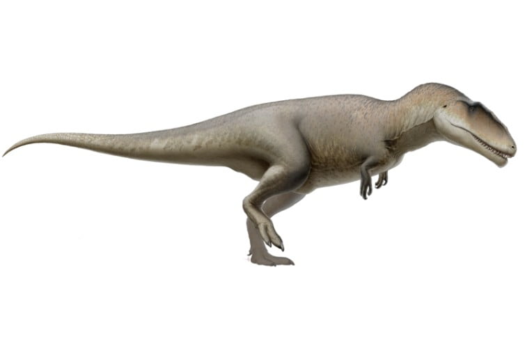 Carcharodontosaurus, a large carnivorous dinosaur, depicted in a realistic rendering. This theropod, which lived during the mid-Cretaceous period, is shown with a robust body, powerful hind limbs, and a long tail for balance.