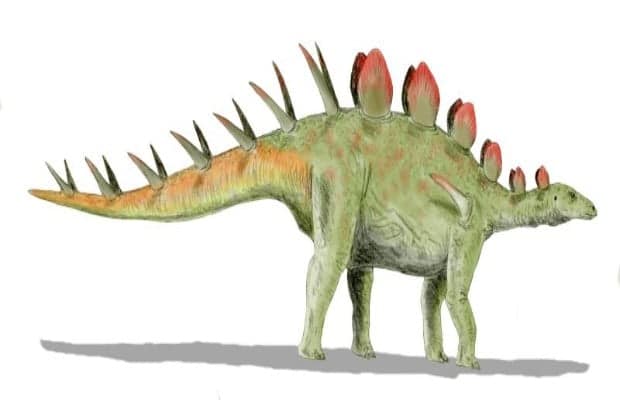 Chialingosaurus is a unique dinosaur from the Late Jurassic, roaming the lands of what is now China. Small, but had a spiky tail for defense.