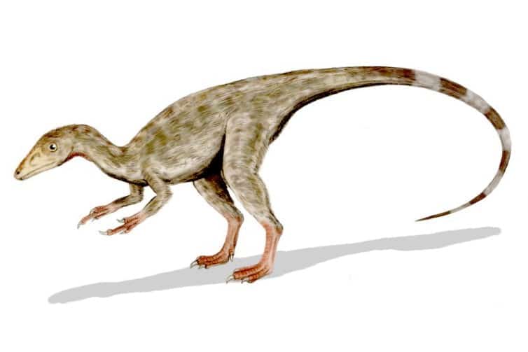 Compsognathus