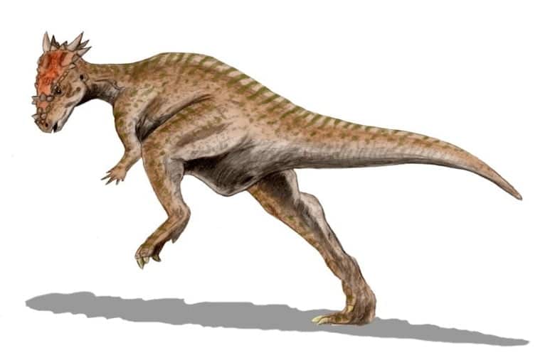 Dracorex Hogwartsia