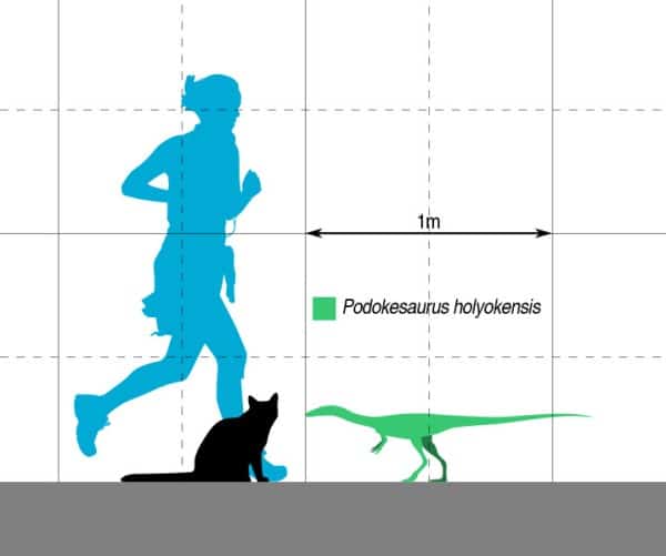 Size comparison of the small coelophysoid theropod Podokesaurus holyokensis.