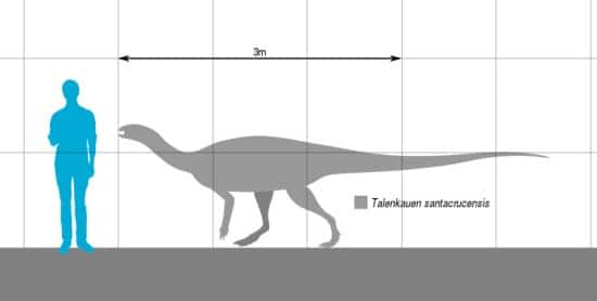 Size comparison of the South American ornithopod dinosaur Talenkauen.