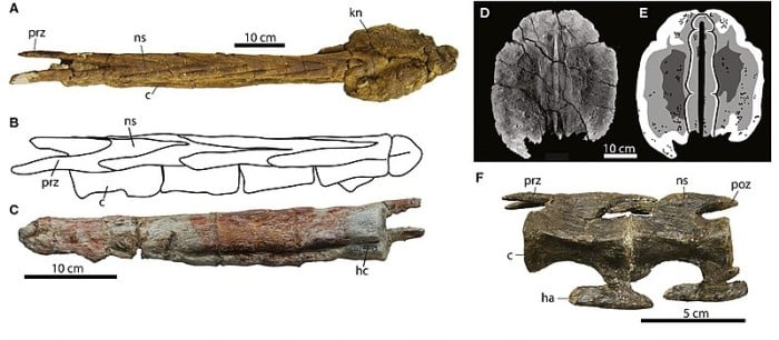 (B) HGM 41HIII‐002, Gobisaurus domoculus (= ‘Zhongyuansaurus’), tail club handle in left dorsolateral view, drawn from Xu et al. (2007). (C) HGM 41HIII‐002, handle in right ventrolateral view; the deep groove along the bottom is the haemal canal.