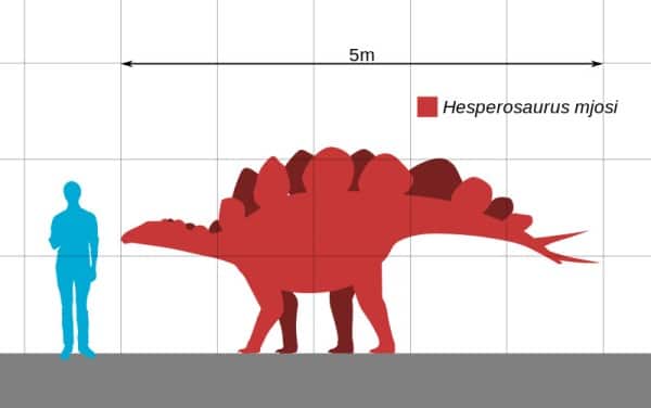 Size comparison of the American stegosaur Hesperosaurus.
