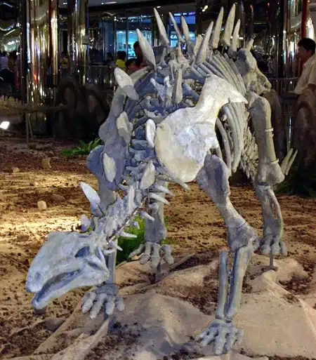 A detailed view of a Huayangosaurus skeleton exhibit, showcasing the dinosaur's distinctive skeletal structure. The display highlights the stegosaurian features, including the characteristic plates and spikes along its back and tail. This skeleton, posed in a naturalistic stance, offers a comprehensive look at the anatomical details of Huayangosaurus, a Middle Jurassic herbivore