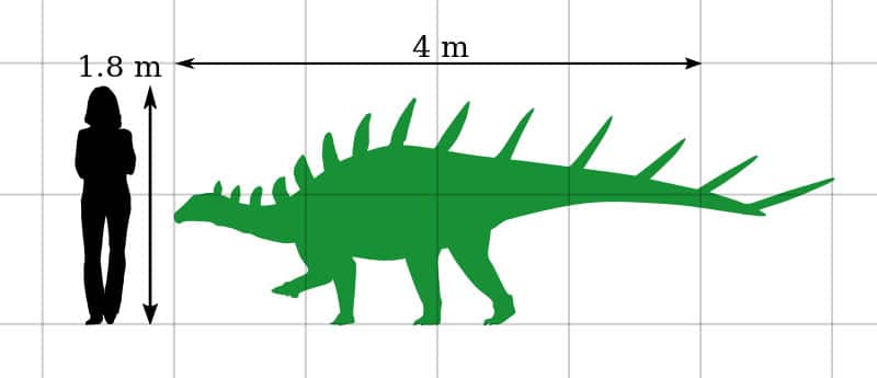 Kentrosaurus Size Comparison by PaleoGeek
