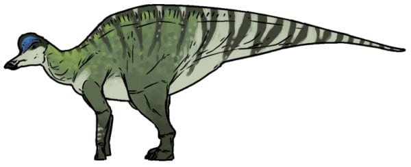 Life reconstruction of Hypacrosaurus altispinus