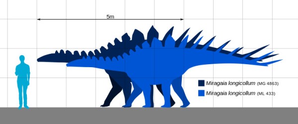 Size comparison of the stegosaurid Miragaia. Based on Costa & Mateus (2019) and Headden (2013).