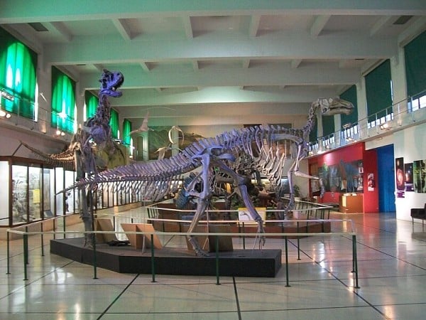 Secernosaurus in Dinosaur Room