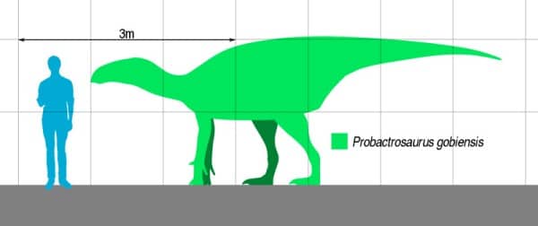 Size comparison of the Upper Cretaceous Chinese iguanodontian ornithopod Probactrosaurus gobiensis.
