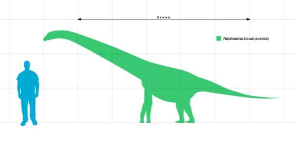 Size comparison of the titanosaurian sauropod Rapetosaurus krausei of Madagascar.