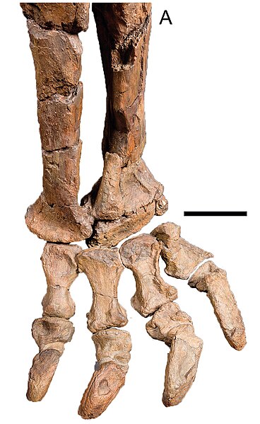 Rhoetosaurus brownei (QM F1659; holotype [part]) right crus and pes in anterodorsal view. Scale = 20 cm.