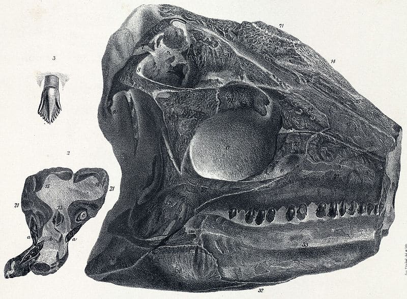 Close up of tooth, and left side of the lectotype skull.
