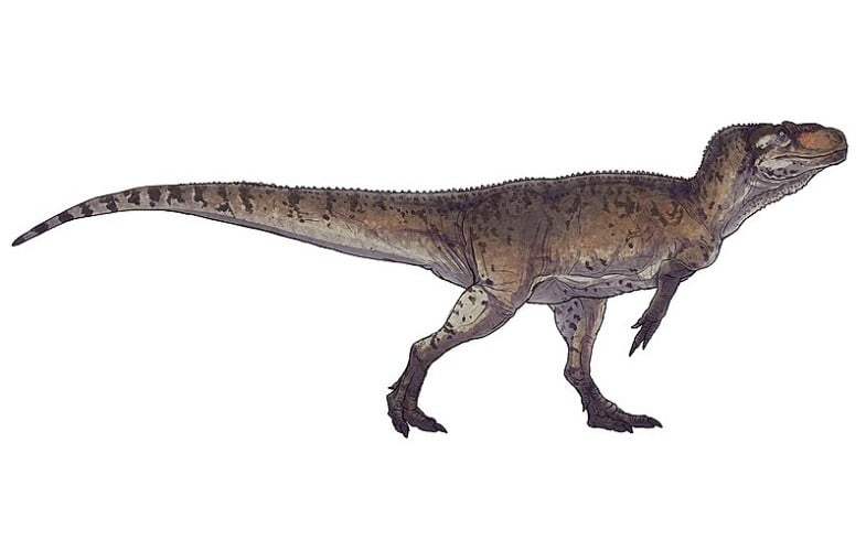 Piatnitzkysaurus by Paleocolour
