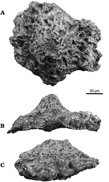 A large osteoderm
