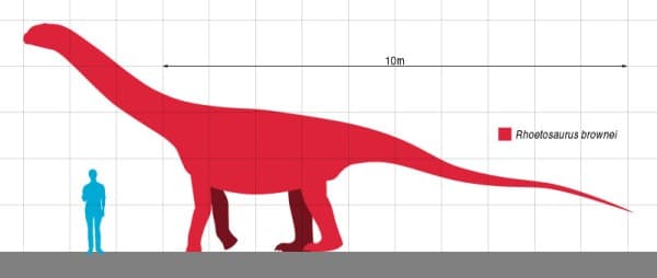Size comparison of Rhoetosaurus.