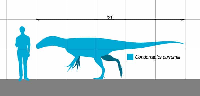 Size comparison of the Middle Jurassic theropod Condorraptor.