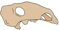 This generalized image of the holotype skull of Gobisaurus has been adapted from Vickaryous, Russell, Currie and Zhao, 2001.