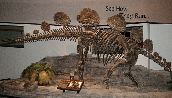Photograph of a fossil cast of a Hesperosaurus mjosi skeleton taken at the North American Museum of Ancient Life.