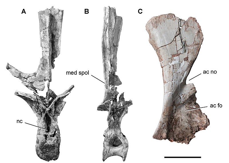Holotype dorsal vertebra (A, B) and scapula (C)
