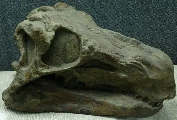 A close-up view of the skull of Huayangosaurus taibaii, the type species, on display at the Paleozoological Museum of China. The fossilized skull exhibits the distinct characteristics of this Middle Jurassic stegosaur, including its robust jaw structure and prominent eye socket. 