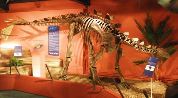Fossil Miragaia