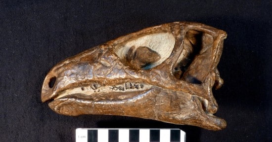 Parksosaurus skull