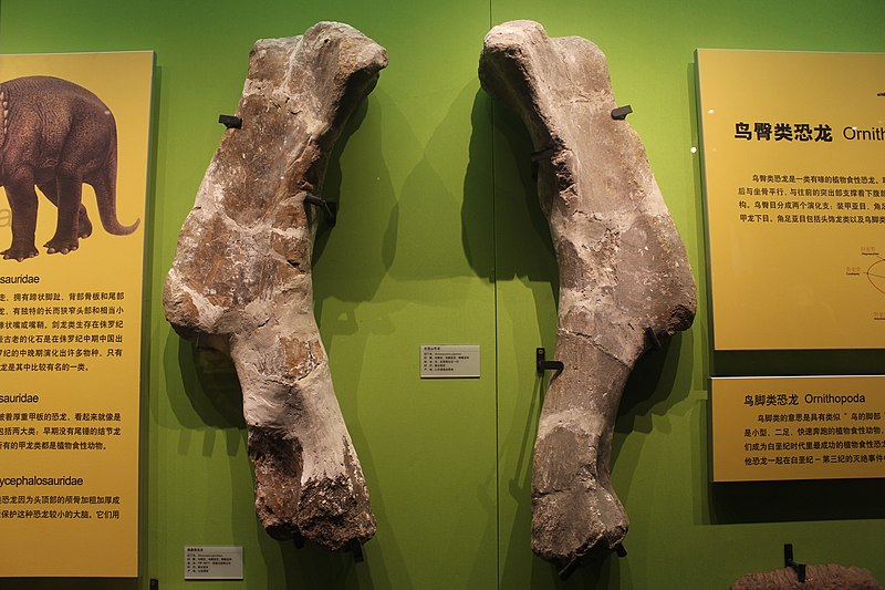 Shantungosaurus giganteus on display at the Tianjin Natural History Museum