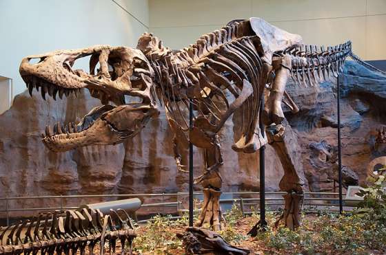 Fossilized skeleton of Tyrannosaurus rex on display in a museum exhibit. The detailed fossil highlights the massive skull, powerful legs, and long tail of this iconic carnivorous dinosaur from the Late Cretaceous period. The exhibit showcases T. rex in a dynamic pose, emphasizing its adaptations as an apex predator and its impressive size and structure.