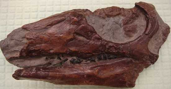 Skull of a Parksosaurus