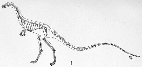 Skeletal reconstruction of Podokesaurus.