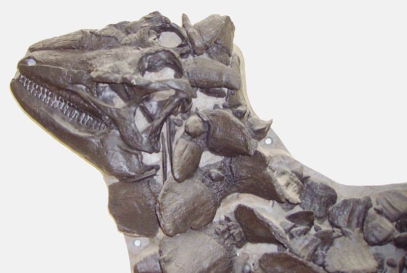 Skull cast of BRSMG LEGL 0004 with the snout and lower jaw restored