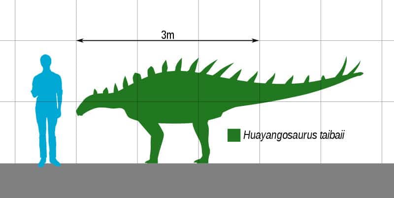 Size comparison of the basal stegosaur Huayangosaurus taibaii.