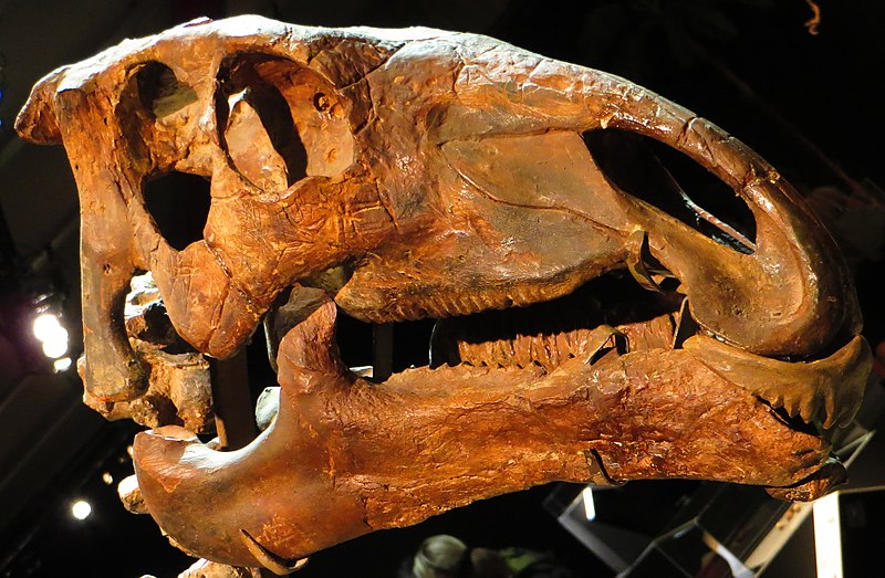 Probactrosaurus gobiensis skull