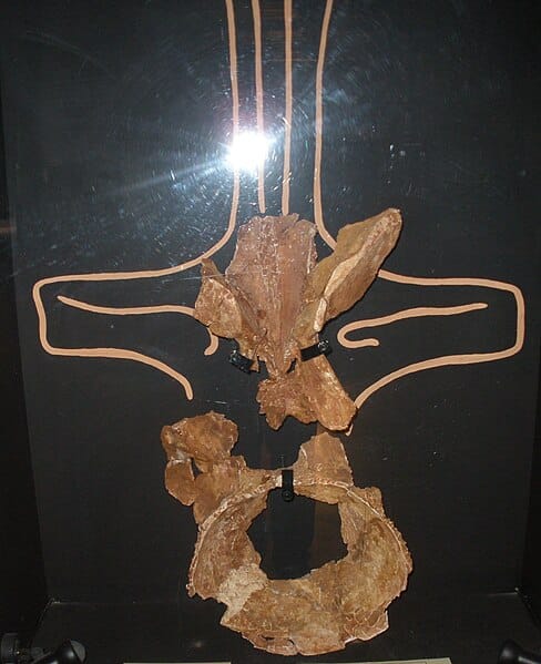 Rebbachisaurus garasbae vertebra