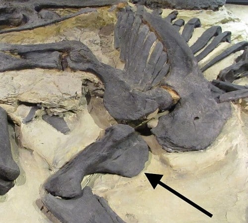 Deltopectoral crest on the humerus of Stegosaurus sp. (Aathal Museum, Switzerland). The specimen, "Lilly", has also been seen as cf. Hesperosaurus mjosi.