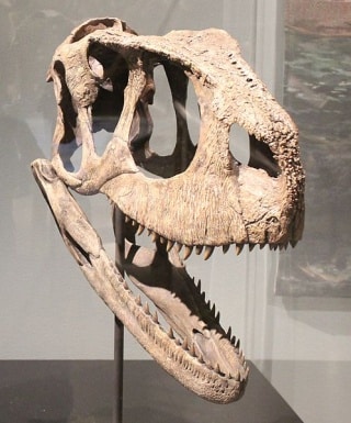 Rugops skull - Taken at the National Geographic Museum Spinosaurus Exhibit.