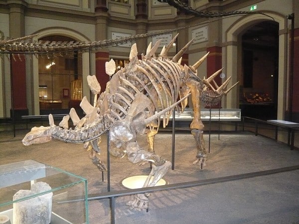 Skeleton of a Kentrosaurus in the Natural History Museum Berlin