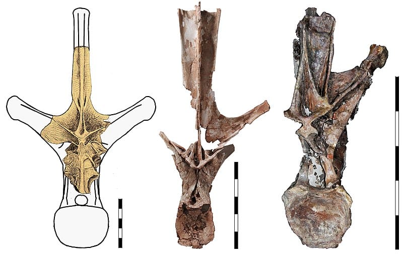 Comparison of a Rebbachisaurus vertebra (left) with the vertebrae of the rebbachisaurids Maraapunisaurus (left) and Histriasaurus (right