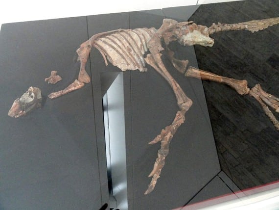 Fossil, Royal Ontario Museum