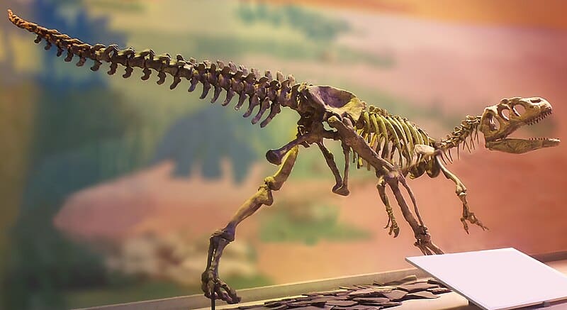 Skeleton of Piatnitzkysaurus floresi.