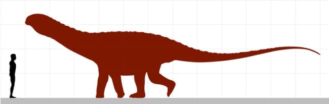Size comparison of Saltasaurus, size based on Donald Henderson