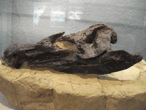Crushed skull of Hesperosaurus