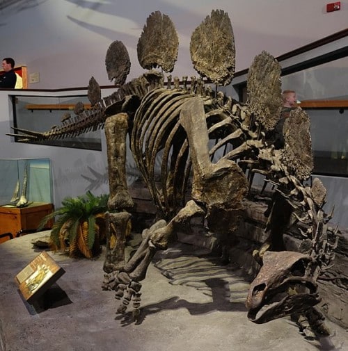 Hesperosaurus skeletal mount, on display at the Museum of Ancient Life, Utah.