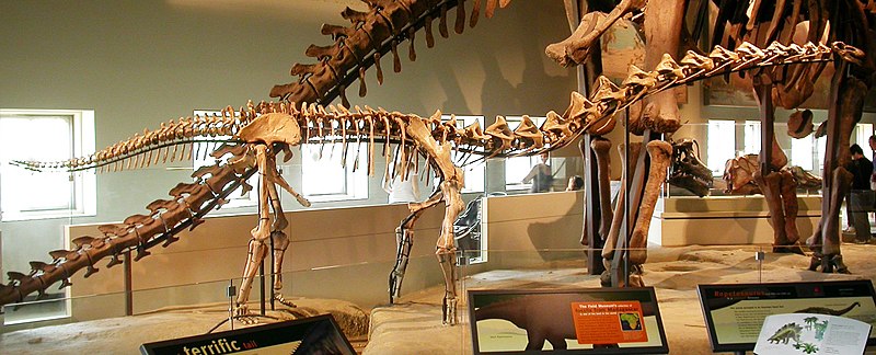 Skeleton of a juvenile Rapetosaurus, Field Museum.