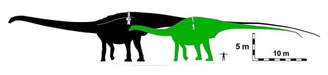 Body comparisons of Maraapunisaurus as a 30.3-m-long rebbachisaurid (green) compared with previous version as a 58-m-long diplodocid (black).